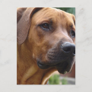 Rhodesian Ridgeback-vykort Vykort