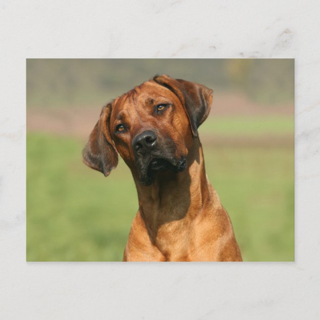Rhodesian Ridgeback-vykort Vykort (Framsida)