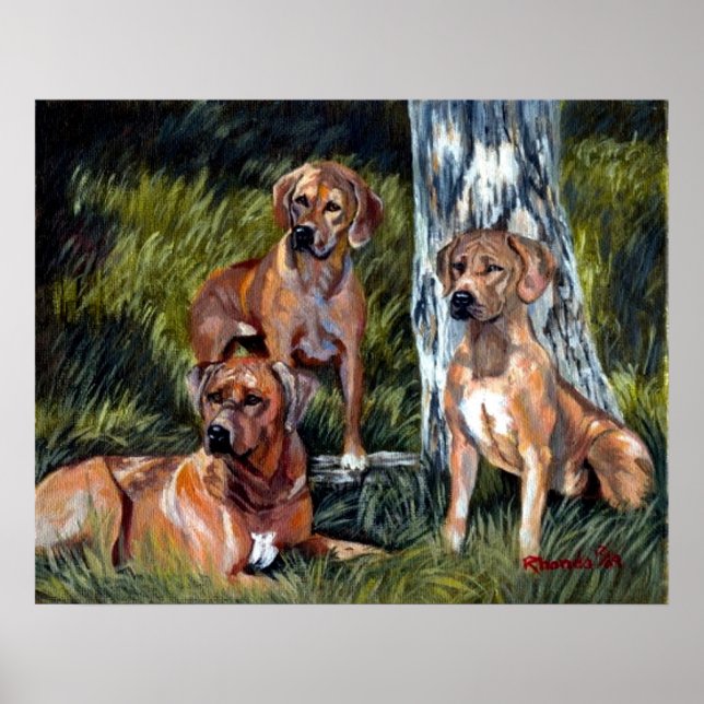 Rhodesian Ridgebackback Hund Porträtt Poster (Framsidan)