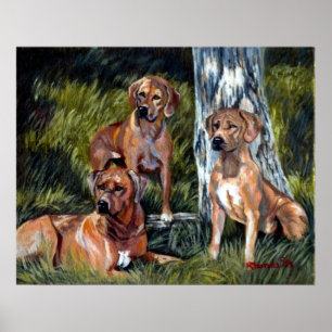 Rhodesian Ridgebacks hundporträtt Poster
