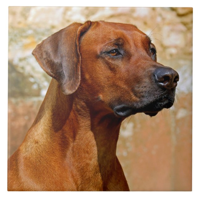 Rhodesisk ridgeback kakelplatta (Framsidan)