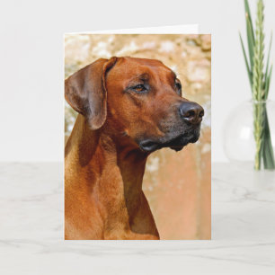 Rhodesisk ridgeback kort