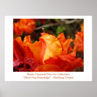 Rhodie Flower-utskrifter av Office Art Gallery Ora Poster