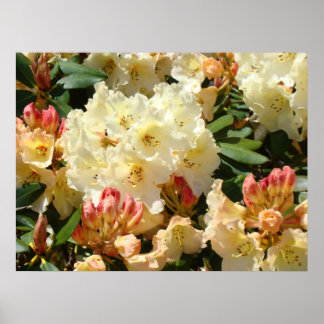 RHODIES Gul Crème Orange 3 Azalea Blommor KONST Poster