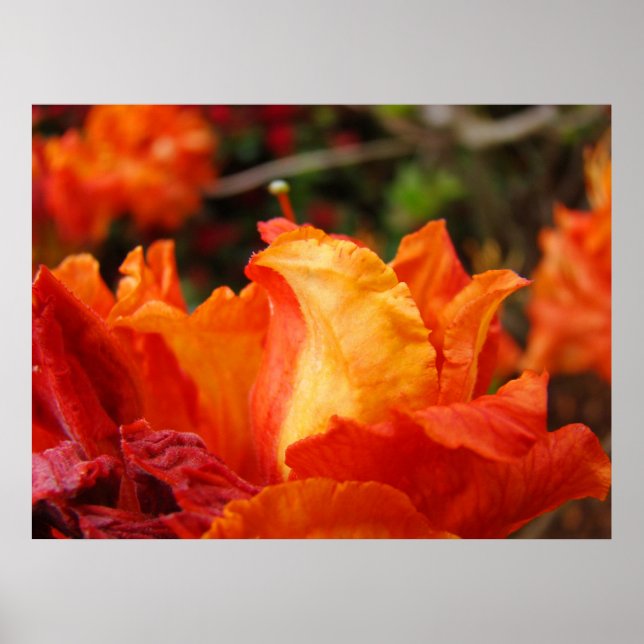 Rhodies Kontorskonsttryck Finkonstfotografi Poster (Framsidan)