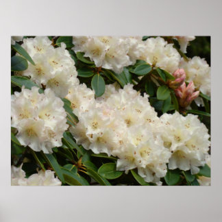 RHODIES Vita 8 Azalea Blommor Konsttryck Posters