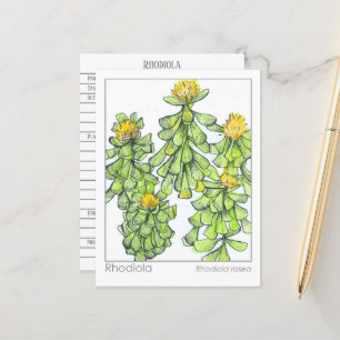 Rhodiola Plant Herbal Study Materia Medica Vykort