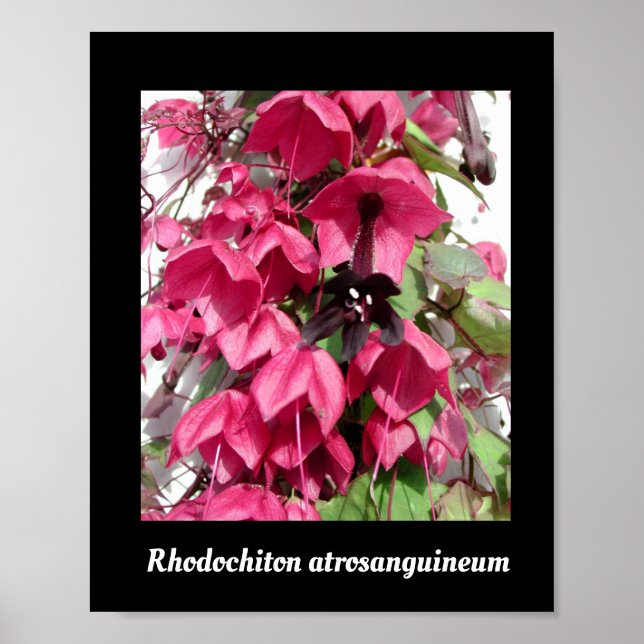 Rhodochiton atrosanguineum poster (Framsidan)
