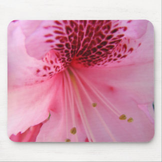 RHODODENDRON Azaleor Blommor MUSDUNKAR MUSDUNK Musmatta