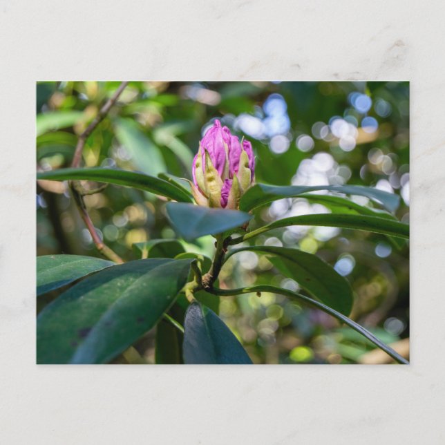 Rhododendron Blomknopp Vykort (Framsida)