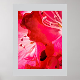 Rhododendron BLOMMA Poster