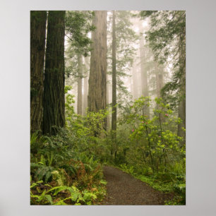 Rhododendron blommar bland kustredwood / poster