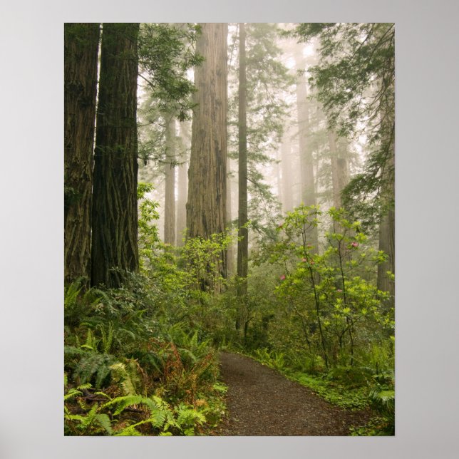 Rhododendron blommar bland kustredwood / poster (Framsidan)
