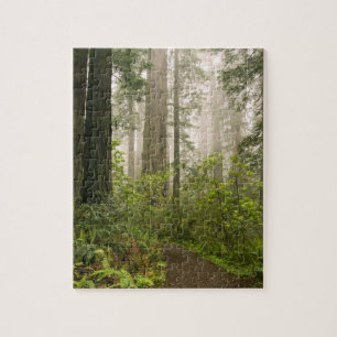Rhododendron blommar bland kustredwood / pussel