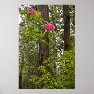 Rhododendron blommar med kustredwood-träd poster