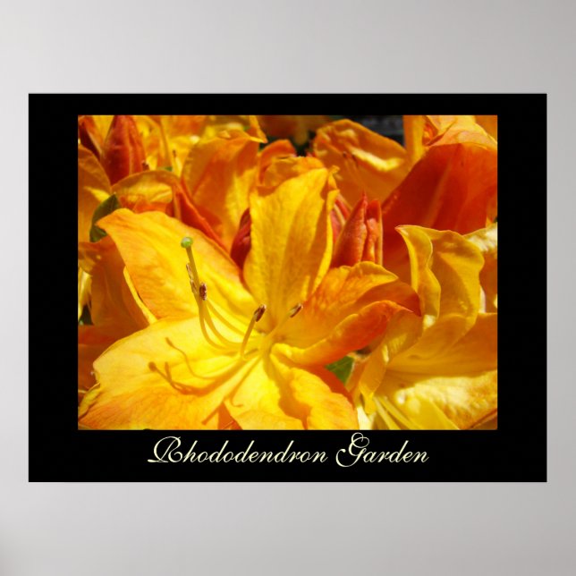 Rhododendron Blommor konsttryck Sisters Garden Poster (Framsidan)