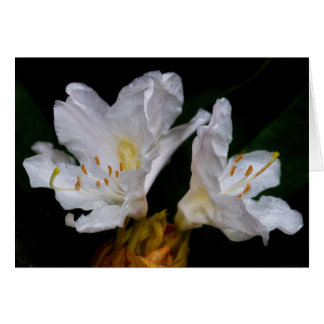 Rhododendron-blommor OBS Kort