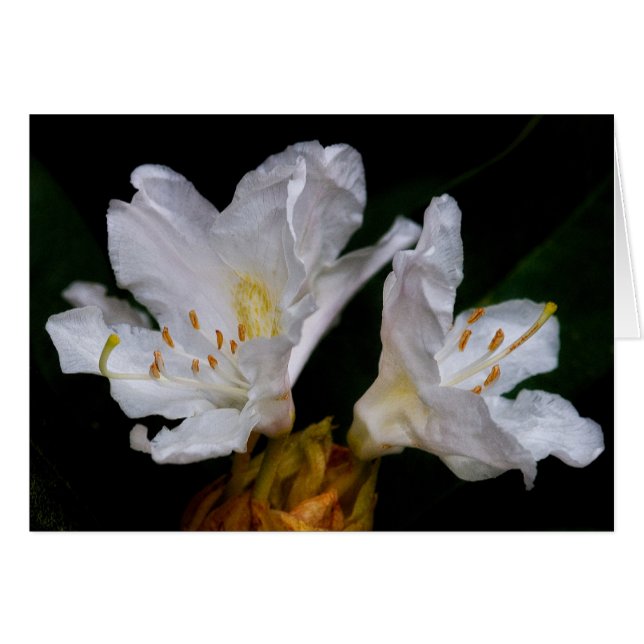 Rhododendron-blommor OBS Kort (Framsidan Horizontal)
