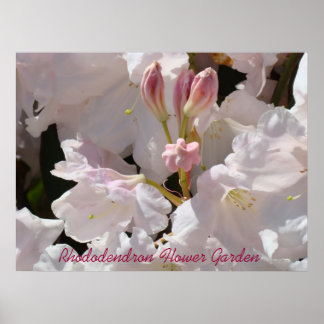 Rhododendron Blomsterträdgård konsttryck Läkande K Poster