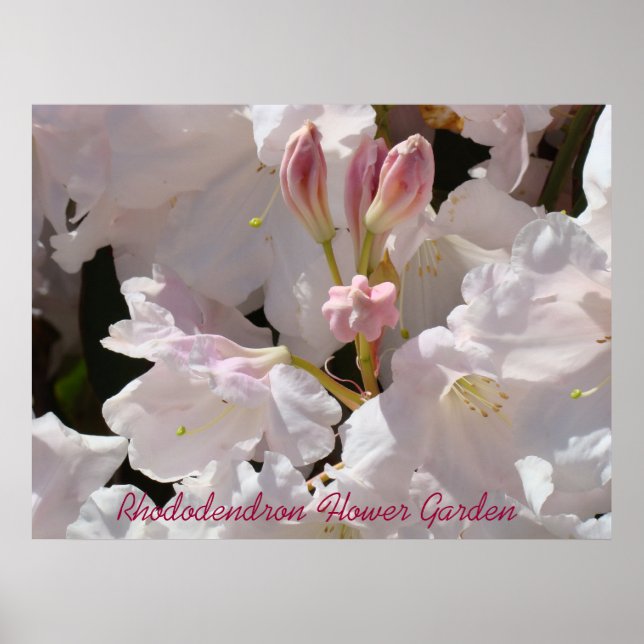 Rhododendron Blomsterträdgård konsttryck Läkande K Poster (Framsidan)