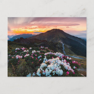 Rhododendron Blooming Taroko nationalpark Vykort