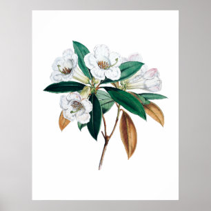 Rhododendron botaniskt tryck