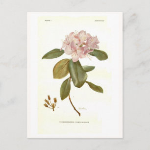 Rhododendron carolinianum vykort