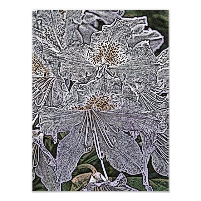 RHODODENDRON FLOWERS FOTOTRYCK (Framsidan)