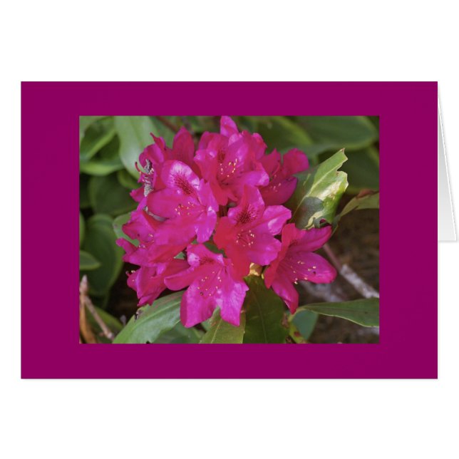 Rhododendron, fuscia OBS kort (Framsidan Horizontal)