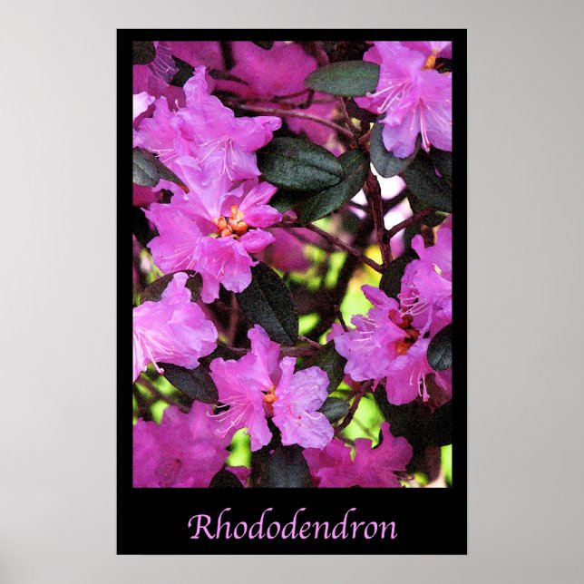 Rhododendron Garden Flowers Blommigt Natature Poster (Framsidan)