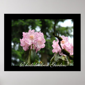Rhododendron Gardens konsttryck Rosa Rhodies Poster