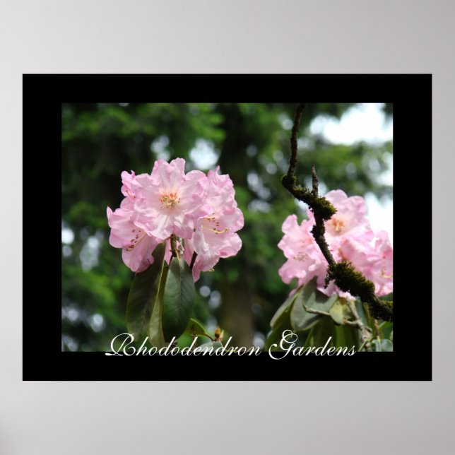 Rhododendron Gardens konsttryck Rosa Rhodies Poster (Framsidan)