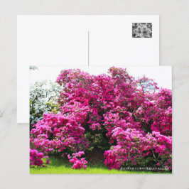 Rhododendron Hirado Azarea Vykort