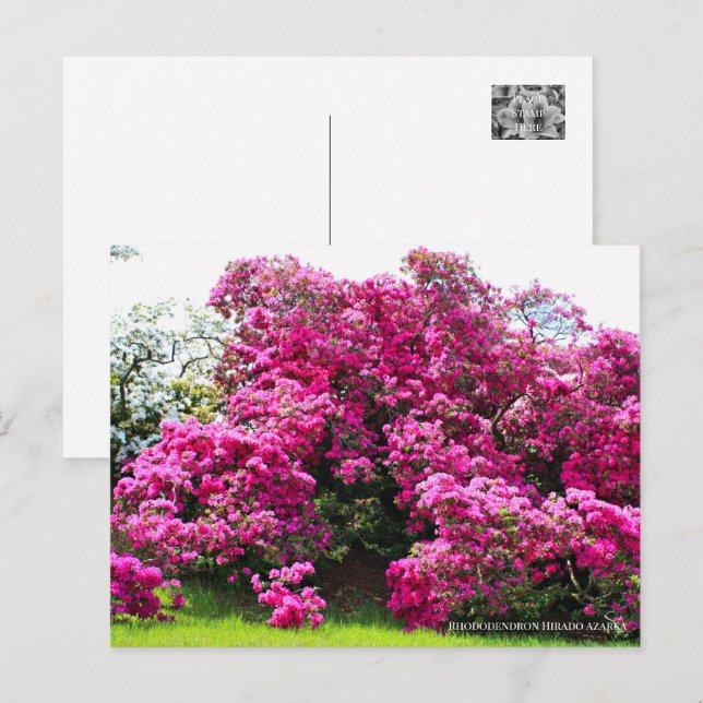 Rhododendron Hirado Azarea Vykort (Fram/baksida)