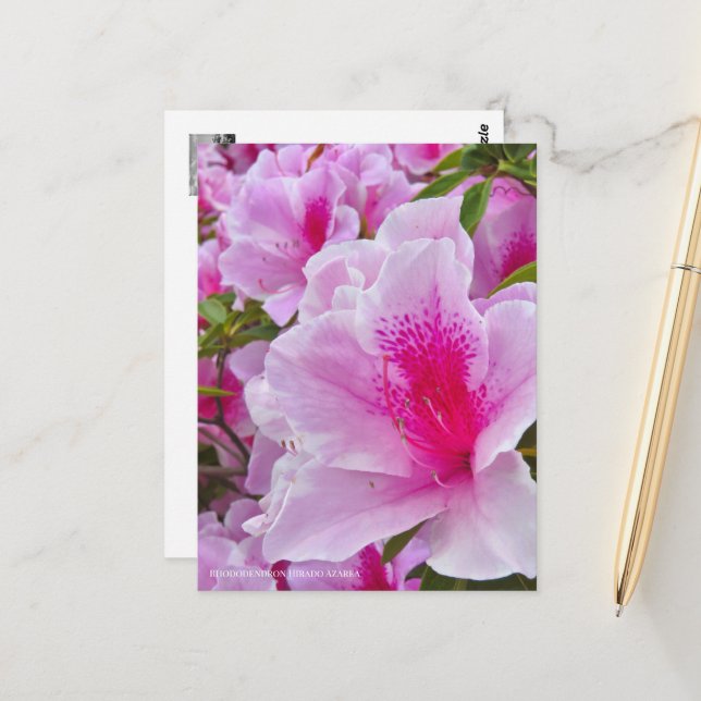 Rhododendron Hirado Azarea Vykort (Fram/Back In Situ)