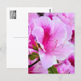 Rhododendron Hirado Azarea Vykort