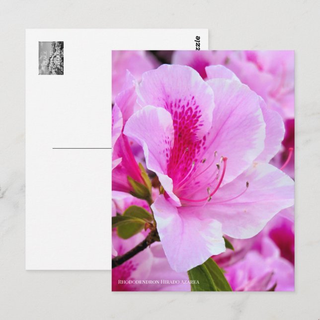 Rhododendron Hirado Azarea Vykort (Fram/baksida)