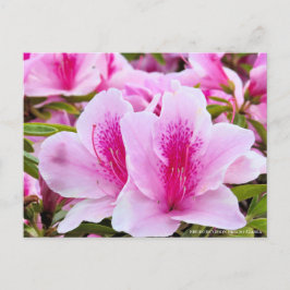 Rhododendron Hirado Azarea Vykort