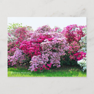 Rhododendron: Hirado-Tsutsuji [vykort] Vykort