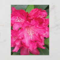 Rhododendron hos Rosa