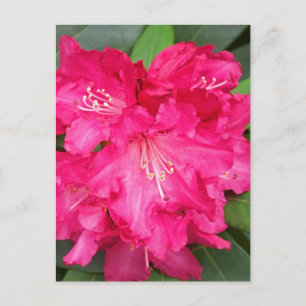 Rhododendron hos Rosa Vykort