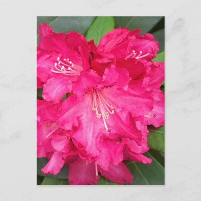 Rhododendron hos Rosa Vykort (Framsida)