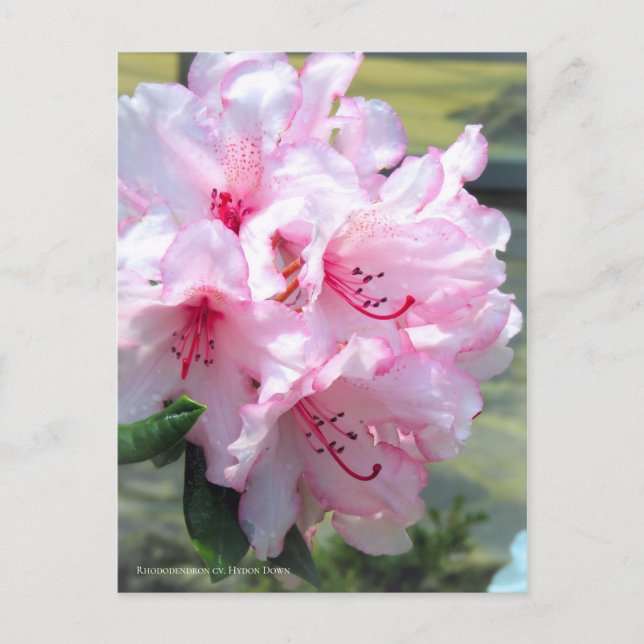Rhododendron 'Hydon Down' [vykort] Vykort (Framsida)