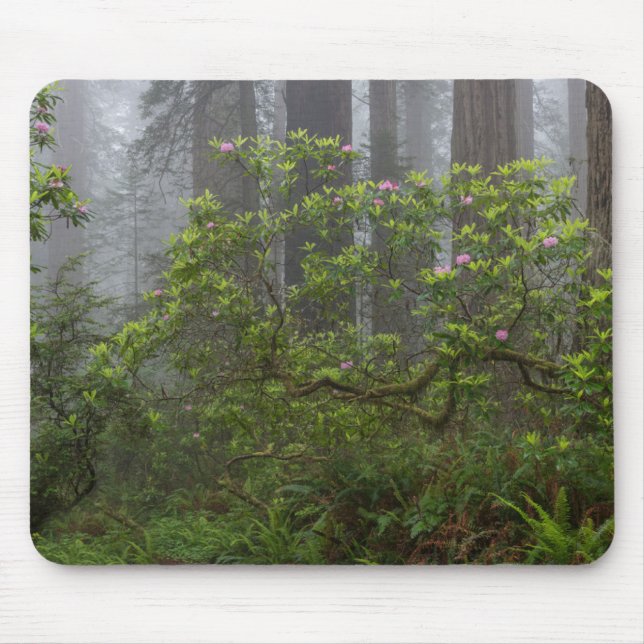 Rhododendron i Redwood National Park California Musmatta (Framsidan)