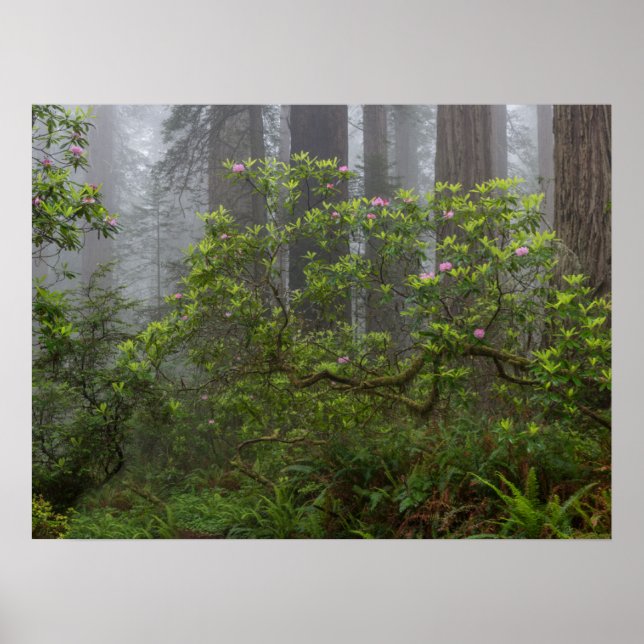 Rhododendron i Redwood National Park California Poster (Framsidan)