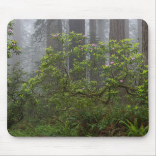 Rhododendron i Redwood National Park Kalifornien Musmatta
