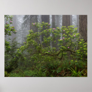 Rhododendron i Redwood National Park Kalifornien Poster