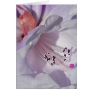Rhododendron i vitt och magenta hälsningskort