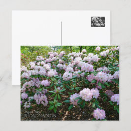 Rhododendron "Joyful Day" Vykort