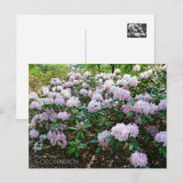 Rhododendron "Joyful Day" Vykort